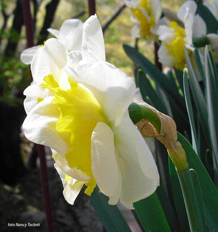 Narcissus - Div. 04 (doppi) WESTWARD 4 W-Y