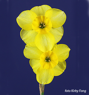 Narcissus - Div. 07 (giunchiglie) KOKOPELLI 7 Y-Y