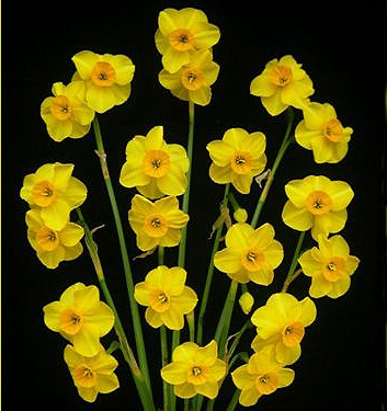 Narcissus - Div. 07 (giunchiglie) KOKOPELLI 7 Y-Y