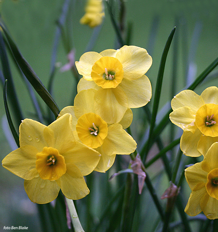 Narcissus - Div. 07 (giunchiglie) KOKOPELLI 7 Y-Y