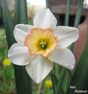 Narcissus - Div. 07 (giunchiglie) YAZZ 7 W-P