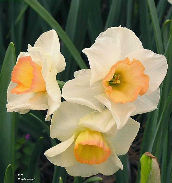 Narcissus - Div. 07 (giunchiglie) YAZZ 7 W-P