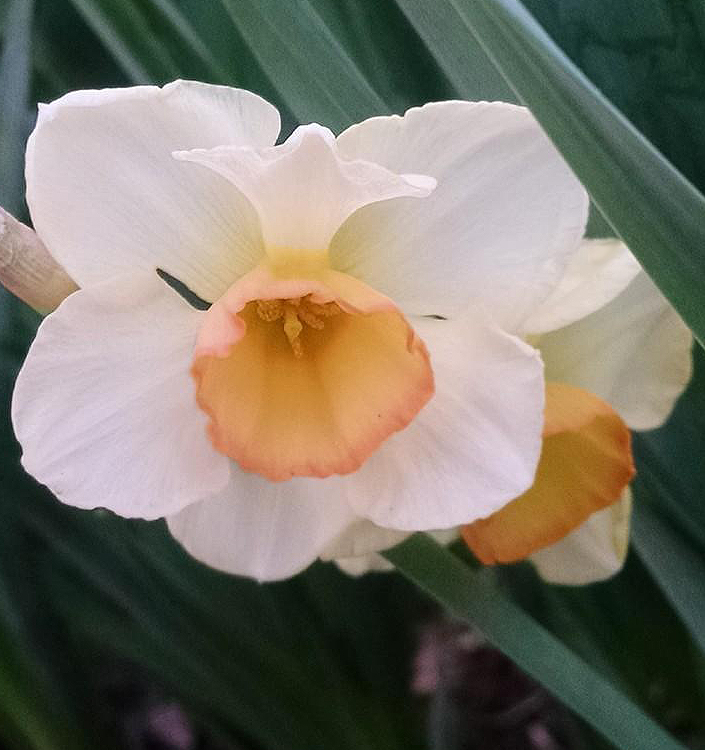 Narcissus - Div. 07 (giunchiglie) YAZZ 7 W-P