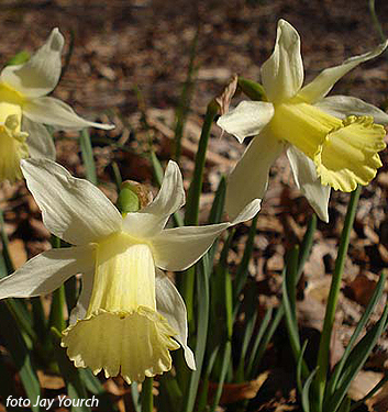 Narcissus - Div. 01 (tromboni) ELKA 1 W-W