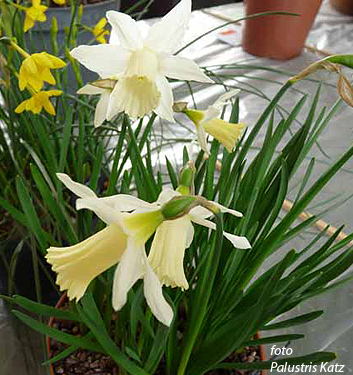 Narcissus - Div. 01 (tromboni) ELKA 1 W-W