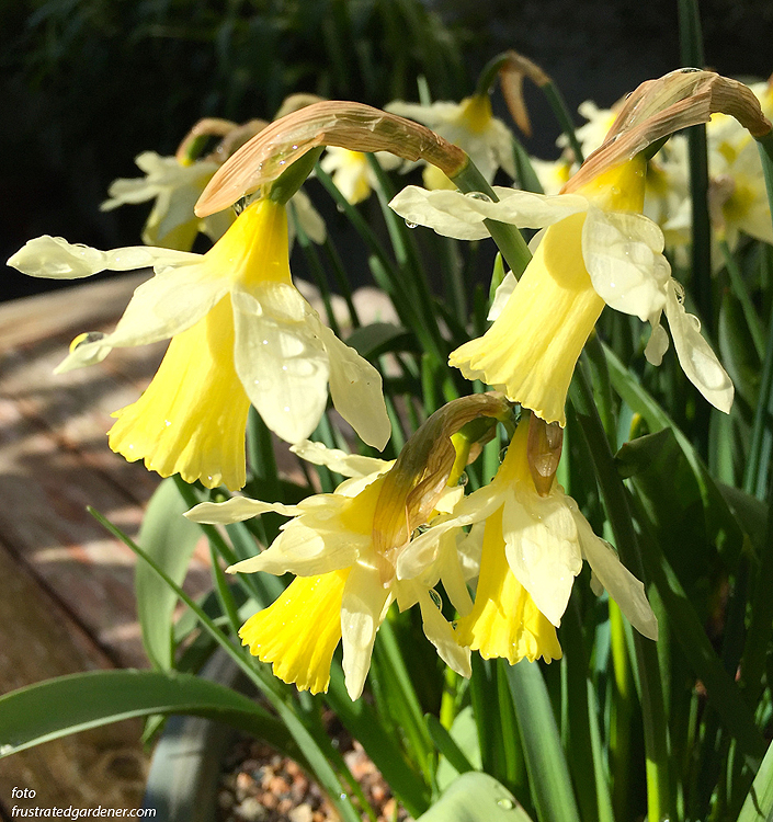 Narcissus - Div. 01 (tromboni) ELKA 1 W-W