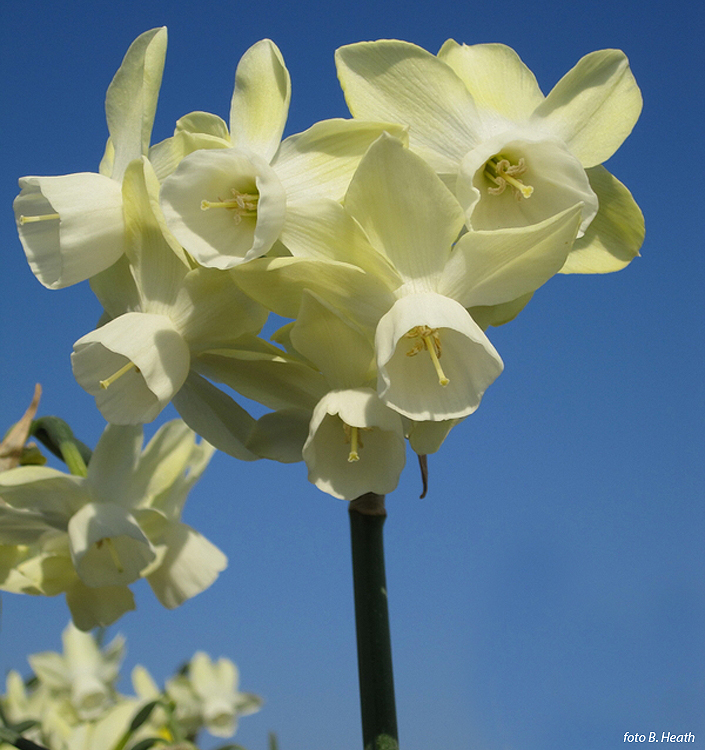 Narcissus - Div. 05 (triandrus) MOONLIGHT SENSATION 5 Y-Y