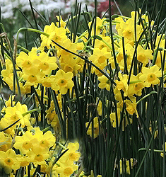 Narcissus - Div. 07 (giunchiglie) MORE AND MORE 7 Y-Y