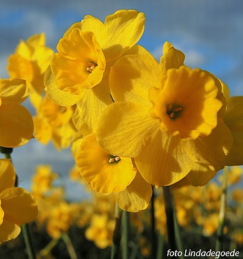 Narcissus - Div. 07 (giunchiglie) MORE AND MORE 7 Y-Y