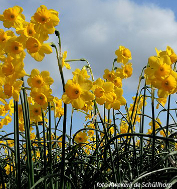 Narcissus - Div. 07 (giunchiglie) MORE AND MORE 7 Y-Y