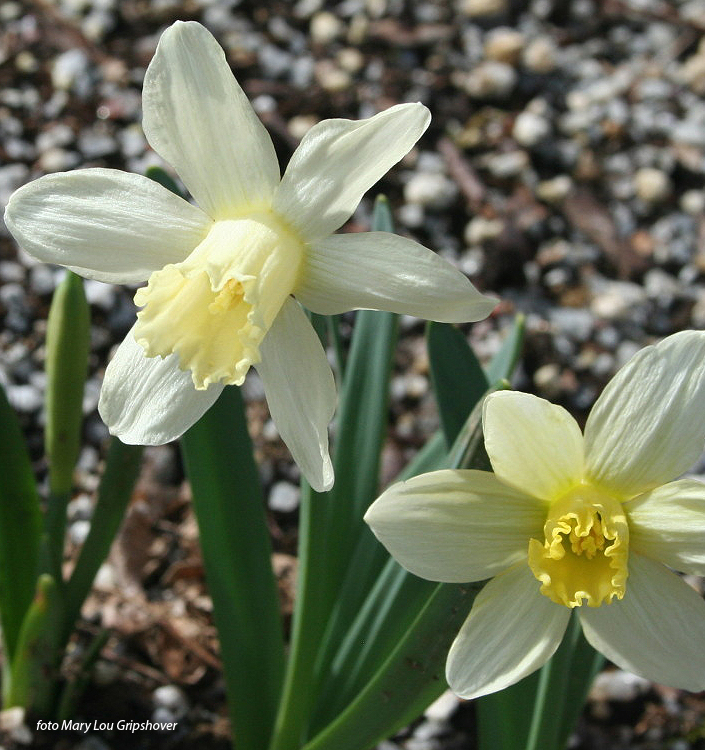 Narcissus - Div. 01 (tromboni) SNOW BABY 1 W-W