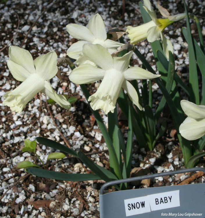 Narcissus - Div. 01 (tromboni) SNOW BABY 1 W-W