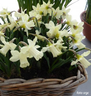 Narcissus - Div. 01 (tromboni) SNOW BABY 1 W-W