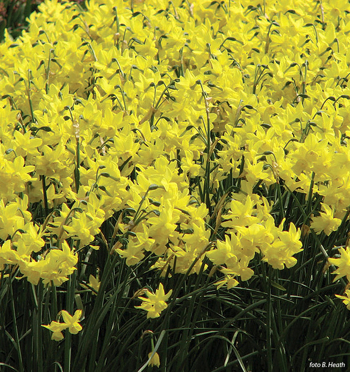 Narcissus - Div. 05 (triandrus) SUNLIGHT SENSATION 5 Y-Y
