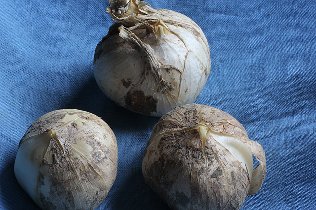 Nectaroscordum tripedale