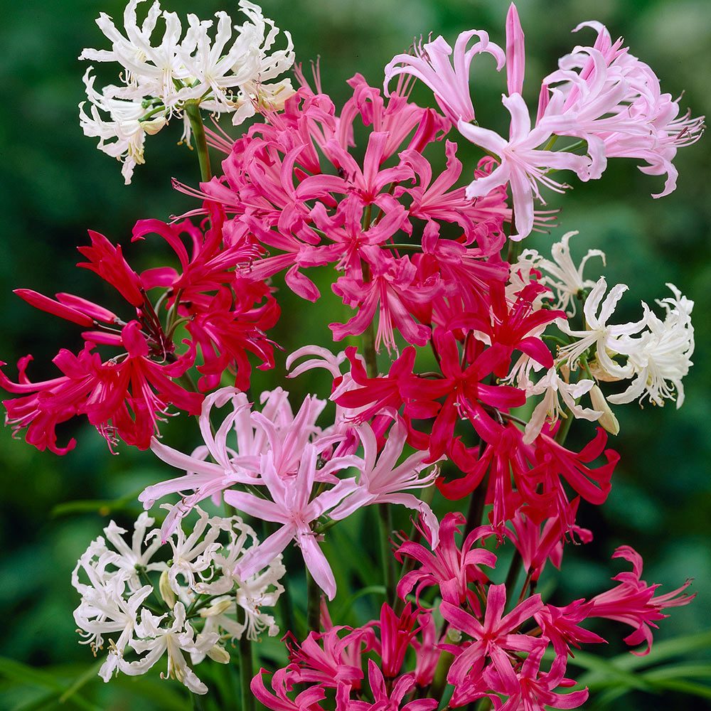 Nerine bowdenii GRAND MIX