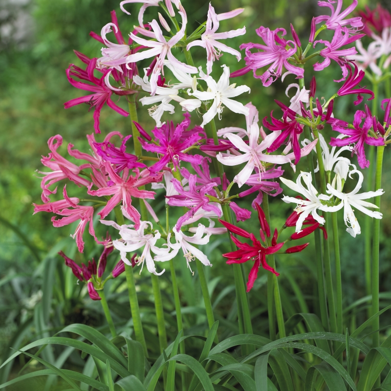 Nerine bowdenii GRAND MIX