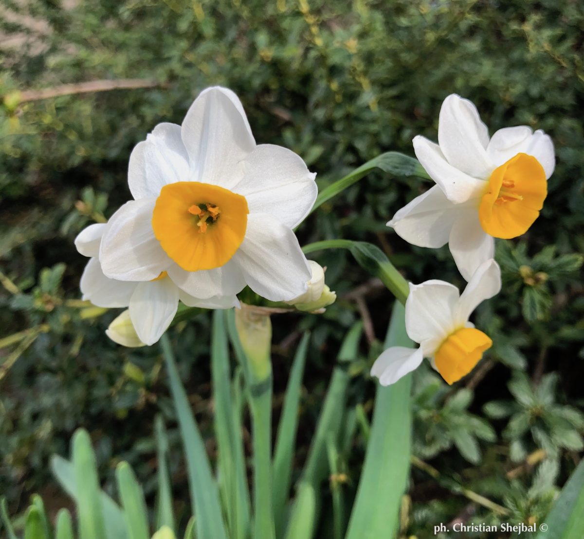 Narcissus - Div. 08 (tazzette) CHINESE SACRED LILY 8 W-Y