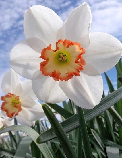 Narcissus - Div. 03 (parvocoronati) AUDUBON 3 W-WWP