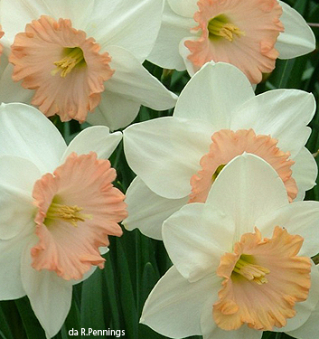 Narcissus - Div. 01 (tromboni) BRITISH GAMBLE 1 W-YP