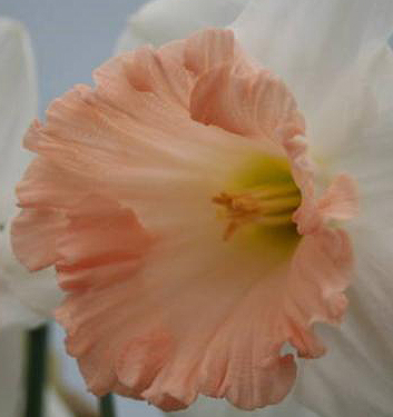 Narcissus - Div. 01 (tromboni) BRITISH GAMBLE 1 W-YP