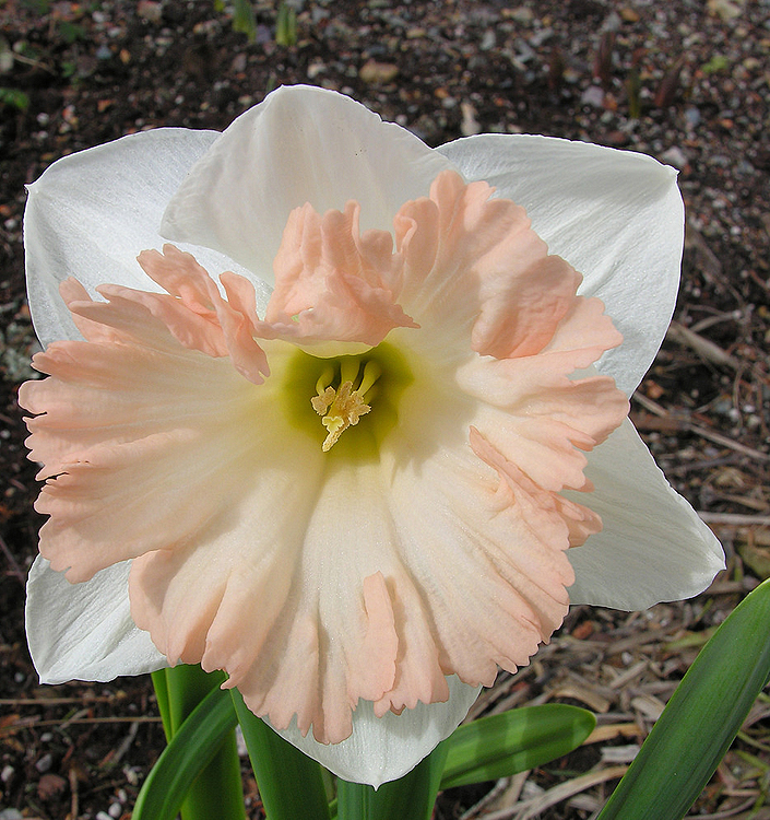 Narcissus - Div. 01 (tromboni) BRITISH GAMBLE 1 W-YP