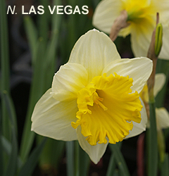 Narcissus - Div. 01 (tromboni) LAS VEGAS 1 W-Y