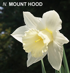 Narcissus - Div. 01 (tromboni) MOUNT HOOD 1 W-W