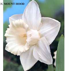Narcissus - Div. 01 (tromboni) MOUNT HOOD 1 W-W