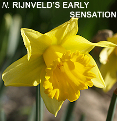 Narcissus - Div. 01 (tromboni) RIJNVELDS EARLY SENSATION 1 Y-Y