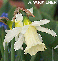 Narcissus - Div. 01 (tromboni) W.P.MILNER 1 W-W