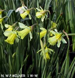 Narcissus - Div. 01 (tromboni) W.P.MILNER 1 W-W