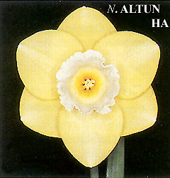 Narcissus - Div. 02 (mediocoronati) ALTUN HA 2 Y-W