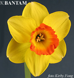 Narcissus - Div. 02 (mediocoronati) BANTAM 2 Y-YRR