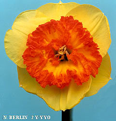 Narcissus - Div. 02 (mediocoronati) BERLIN 2 Y-YYO
