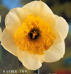 Narcissus - Div. 02 (mediocoronati) CURLY 2 Y-Y