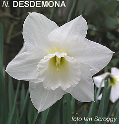 Narcissus - Div. 02 (mediocoronati) DESDEMONA 2 W-W