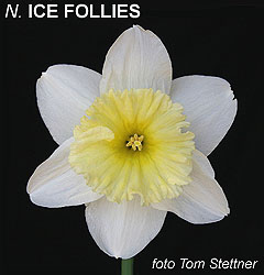 Narcissus - Div. 02 (mediocoronati) ICE FOLLIES 2 W-W