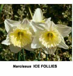 Narcissus - Div. 02 (mediocoronati) ICE FOLLIES 2 W-W