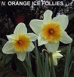 Narcissus - Div. 02 (mediocoronati) ORANGE ICE FOLLIES 2 W-OOY