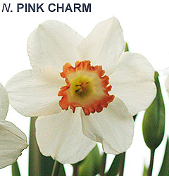 Narcissus - Div. 02 (mediocoronati) PINK CHARM 2 W-WWP