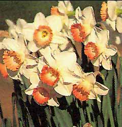 Narcissus - Div. 02 (mediocoronati) PINK CHARM 2 W-WWP