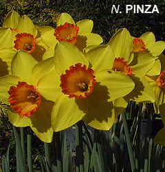 Narcissus - Div. 02 (mediocoronati) PINZA 2 Y-YOR