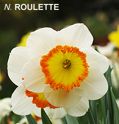Narcissus - Div. 02 (mediocoronati) ROULETTE 2 W-YR