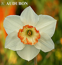 Narcissus - Div. 03 (parvocoronati) AUDUBON 3 W-WWP