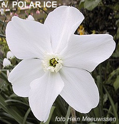 Narcissus - Div. 03 (parvocoronati) POLAR ICE 3 W-GW