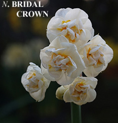 Narcissus - Div. 04 (doppi) BRIDAL CROWN 4 W-WY