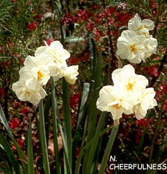 Narcissus - Div. 04 (doppi) CHEERFULNESS 4 W-WY