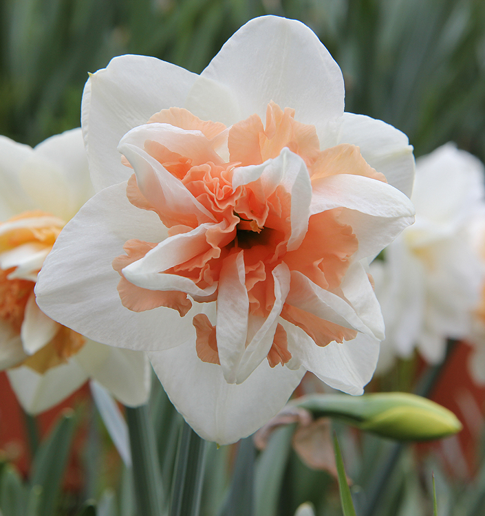 Narcissus - Div. 04 (doppi) DELNASHAUGH 4 W-P