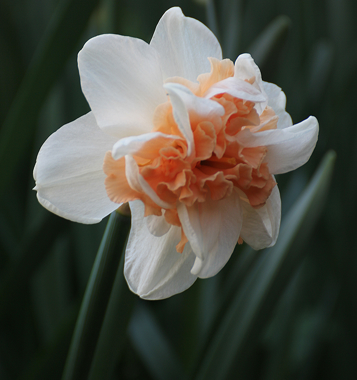 Narcissus - Div. 04 (doppi) DELNASHAUGH 4 W-P